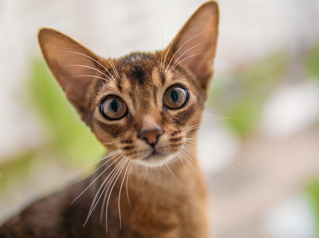 Detailansicht der Abessinierkatze oder des Kätzchens, die auf dem Fenster sitzen.