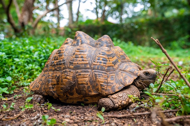 Detailansicht der alten Schildkröte auf grünem Gras. Schildkröte, die Naturumgebung erforscht. Wildes Tier in ihm Lebensraum. Nahansicht