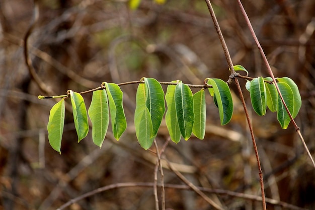 Detailansicht der Blätter der wilden Gummipflanze