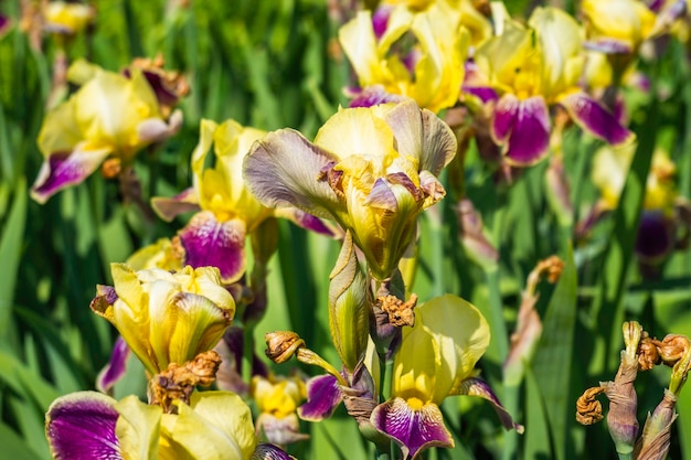 Detailansicht der blühenden lila gelben Iris-Blumen