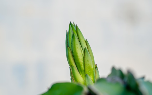 Detailansicht der grün blühenden Dragan-Frucht.