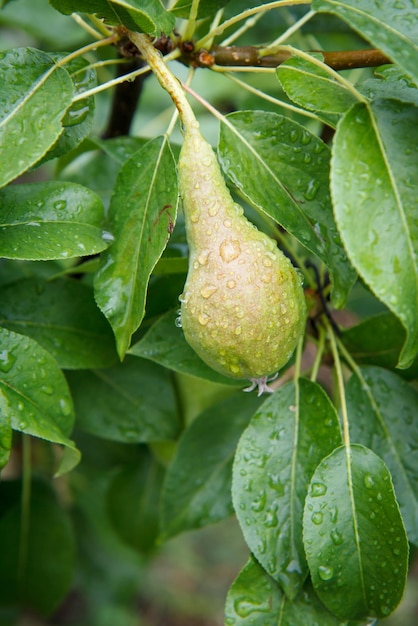 Detailansicht der grünen unreifen Birne mit Wassertropfen auf dem Baum im Garten am Sommertag