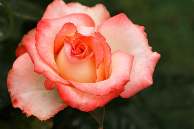Detailansicht der Knospe einer rosa Rose im Garten mit verschwommenen Büschen im Hintergrund
