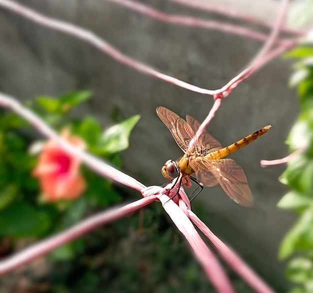 Detailansicht der Libelle. Drachenfliege, selektiver Fokus.