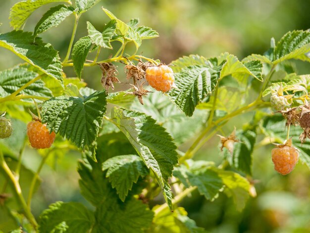 Detailansicht der reifen Himbeeren im Obstgarten mit verschwommenem natürlichem Hintergrund