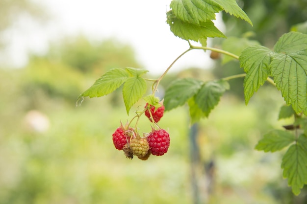 Detailansicht der reifen und unreifen Himbeeren im Obstgarten Himbeerstrauch am Sommertag