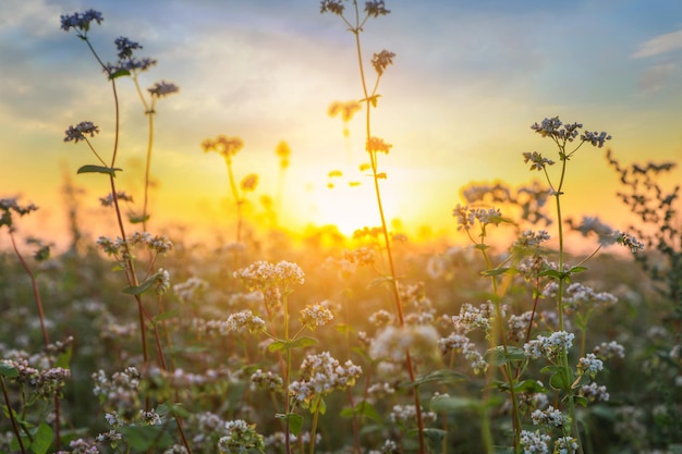 Detailansicht der schönen blühenden Buchweizenblumen bei Sonnenuntergang