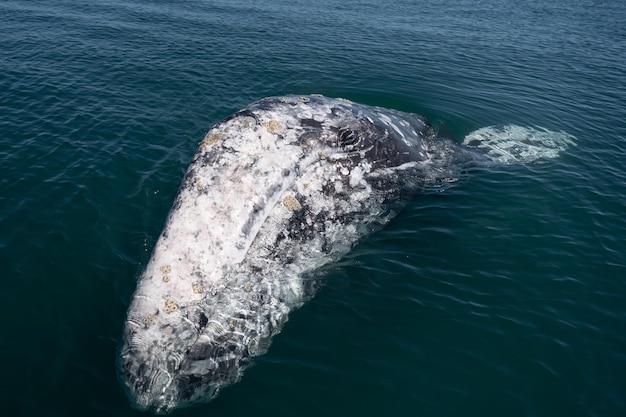 Detailansicht des Grauwals Eschrichtius robustus bei Guerrero Negro Mexiko