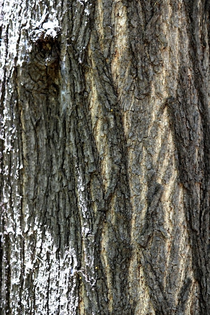 Detailansicht des wilden Baumstamms