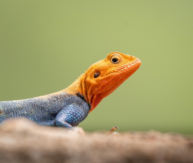 Detailansicht einer Eidechse mit einem orangefarbenen Kopf auf einem verschwommenen Hintergrund