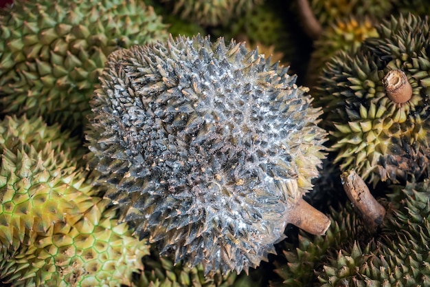 Detailansicht einer verfaulten Durian-Frucht aus nächster Nähe. König der Früchte in Südostasien. Sie haben einen starken Geruch und eine mit Dornen bedeckte Schale. Selektiver Fokus auf den Vordergrund