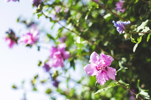 Detailansicht eines grünen Blattes der Natur mit violetten Blüten Hibiscus syriacus gegen einen blauen Himmel Natürliche grüne Pflanzenlandschaft, die als Hintergrund- oder Tapetenkonzept verwendet wird