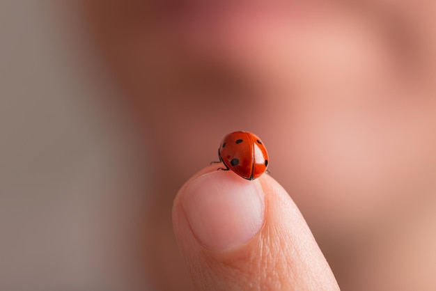 Detailansicht eines schönen roten Marienkäfers auf einem menschlichen Finger