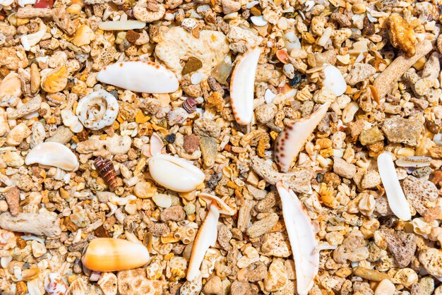 Detailansicht vieler bunter Muscheln am Korallenstrand Kann als Natursommerhintergrund verwendet werden