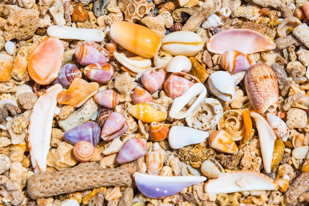 Detailansicht vieler bunter Muscheln am Korallenstrand Kann als Natursommerhintergrund verwendet werden