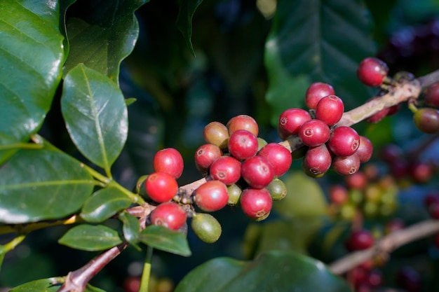 Detailansicht von Arabica-Kaffeebohnen, die auf roten Beeren reifen, verzweigt sich industrielle Landwirtschaft auf Bäumen in Nordthailand