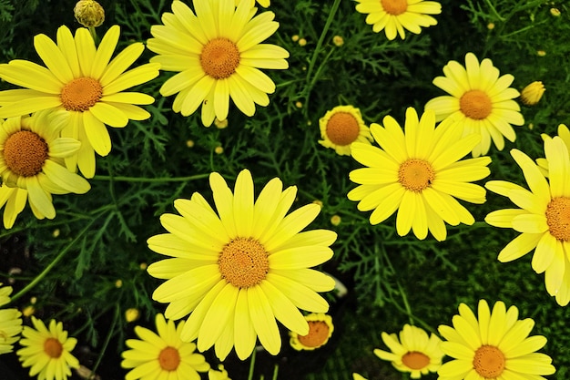 Detailansicht von bunten gelben Blumen im Garten