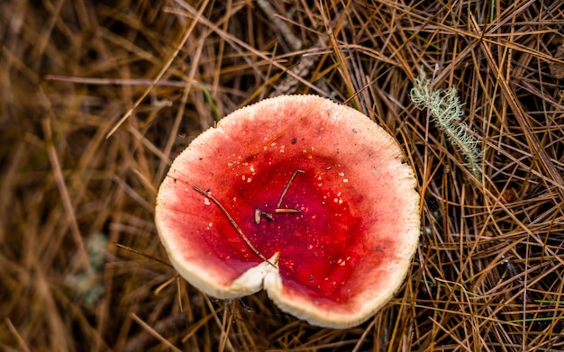 Detailansicht von frischen Wildpilzen im Rara-Wald, Mugu, Nepal.