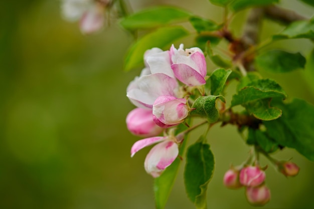 Detailansicht von Malus pumila Blumen im Fokus als Naturhintergrund Frühlingsblumen blühen und zeigen ihre Schönheit im Detail Isolierte Ansicht der Pflanze, die in einem Garten oder einem Wald wächst