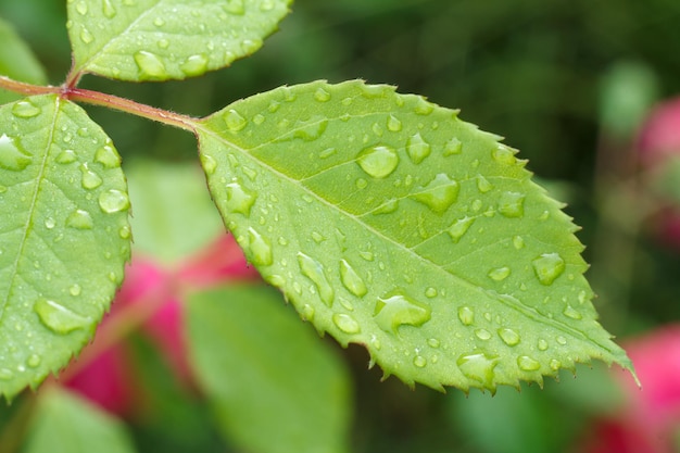 Detailansicht von Rosenblättern mit Wassertropfen auf dem Busch in einem Garten am Sommertag