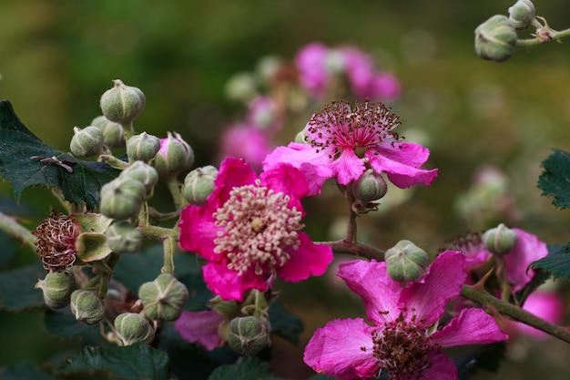 Detailaufnahme des Profils der Staubblätter und Staubbeutel einer Brombeerblüte (Rubus ulmifolius)