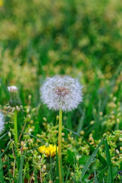 Detailblüte Gemeiner Löwenzahn