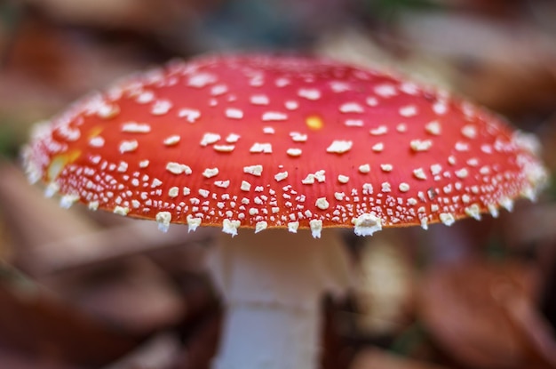 Detailfoto der weißen Flecken des Fliegenpilzes.