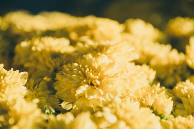 Detailfoto von gelben Gänseblümchen