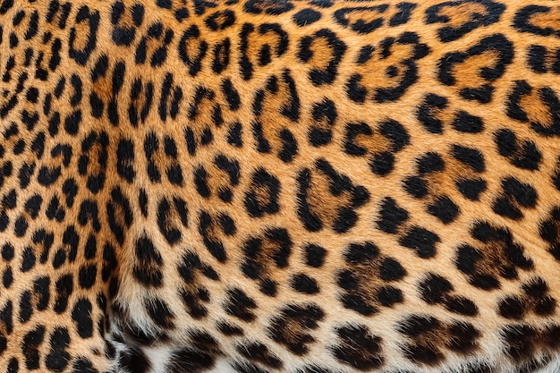 Detailhaut des Leoparden.