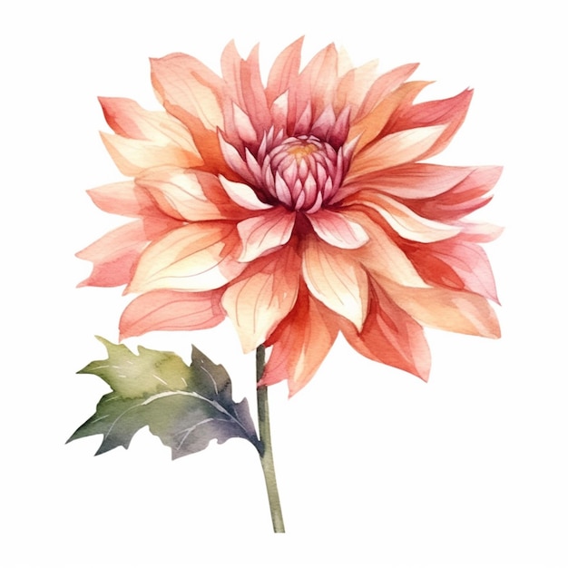 Detaillierte Aquarellillustration, die die Schönheit einer Dahlia zeigt