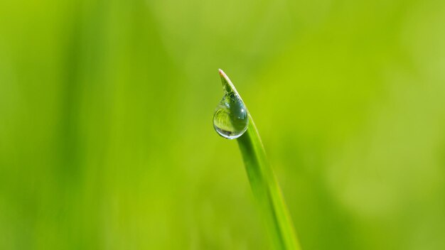 Detaillierte Aufnahme eines Grasblattes mit Wassertropfen