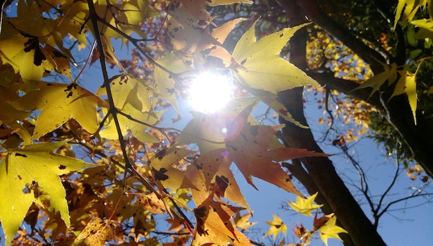 Foto detaillierte aufnahme von herbstblättern vor klarem himmel