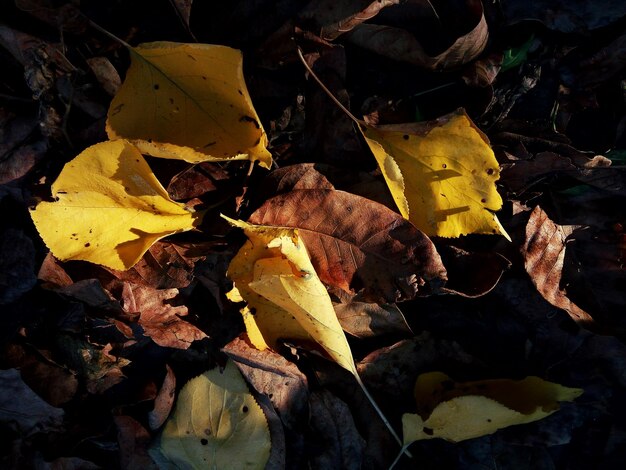 Detaillierte Aufnahme von Herbstblättern