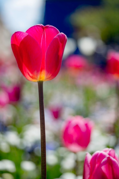 Detaillierte Aufnahme von rosa Blumen vor verschwommenem Hintergrund