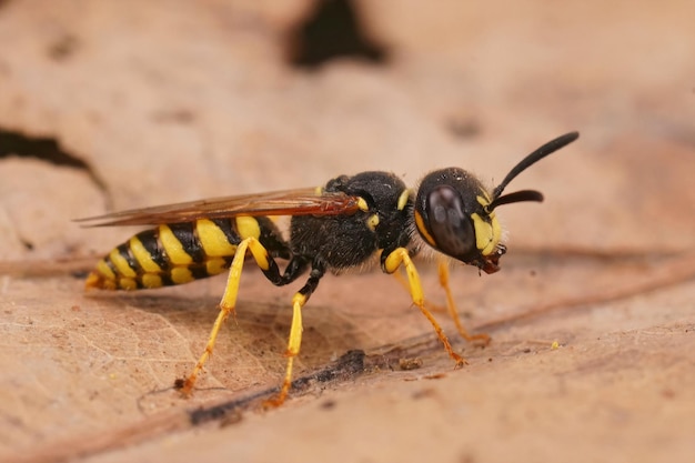 Detaillierte Nahaufnahme einer Bienenwolfwespe, Philantus triangulum, die auf einem getrockneten Blatt sitzt