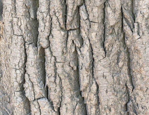 Detaillierte Textur der alten Pappelrinde mit tiefen Rissen. Natürlicher Baumhintergrund