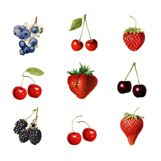 Detaillierte Zeichnungen von gemischten Beeren
