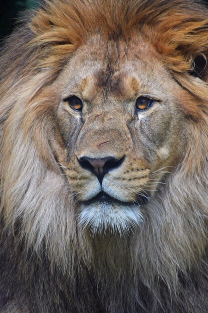 Foto detailporträt eines löwen