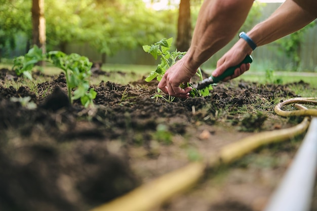 Details Bauernhände pflanzen Sämlinge in schwarzem Boden, angereichert mit Bio-Humus und Kompost, um die Fruchtbarkeit zu steigern Gartenbau Öko-Landwirtschaft und Agro-Business-Konzept