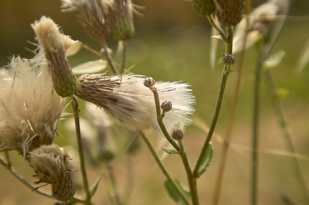 Details der weißen Filamente in ihrer Bestäubungsperiode nach der Blüte.