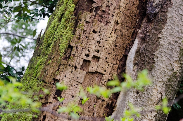 Details des erodierten und moosigen Stammes eines Baumes in den Kenrokuen-Gärten in Kanazawa, Japan