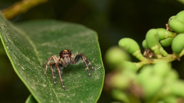 Details einer braunen Springspinne auf einem grünen Blatt