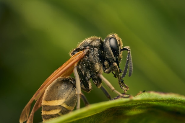 Details einer gelben und schwarzen Wespe auf grünen Blättern