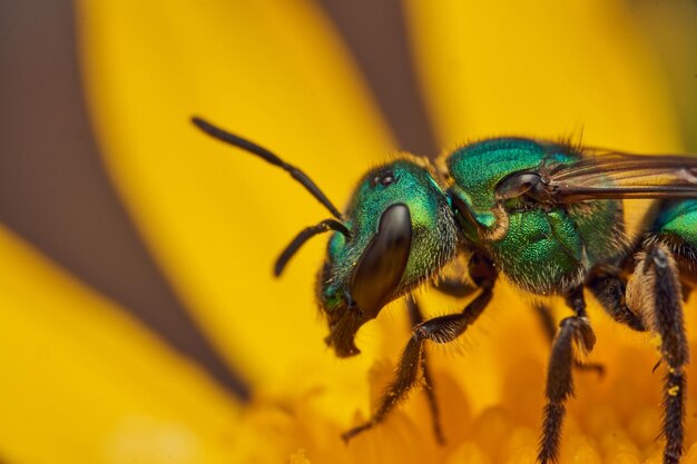 Details einer grünen Biene auf einer gelben Blume Augochlora