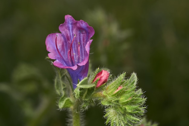 Details einer purpurroten Blume auf grünen Blättern