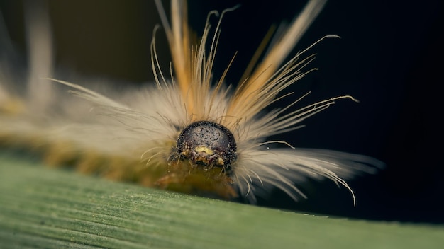 Details einer Raupe mit gelben Haaren auf grünem Gras