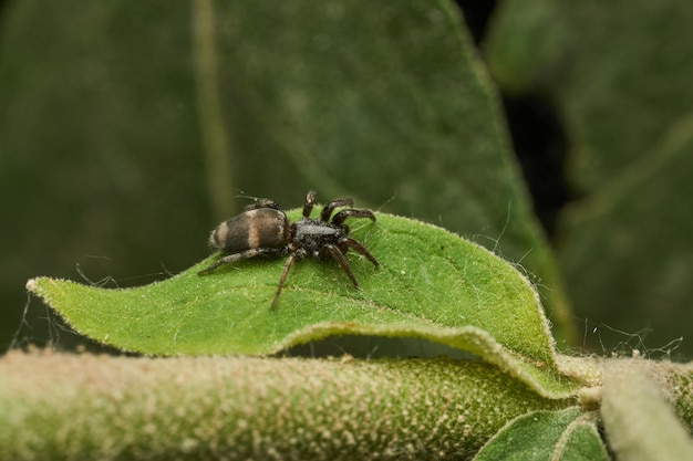 Details einer schwarzen Spinne auf einem grünen Blatt