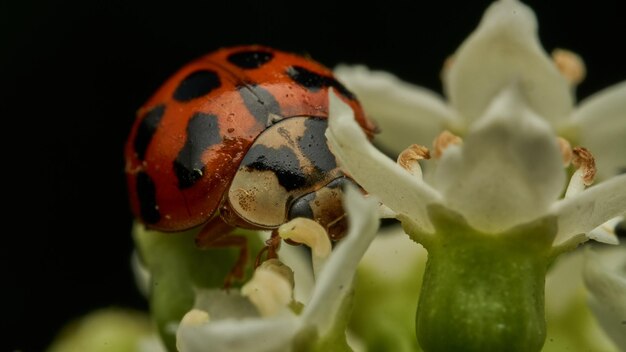 Details eines Marienkäfers zwischen weißen Blumen und grünen Zweigen