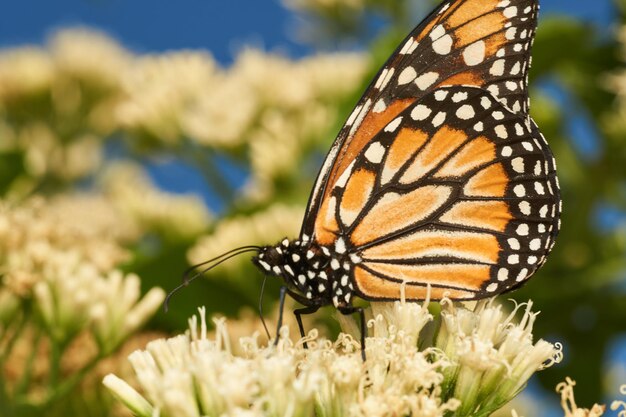 Details eines orangefarbenen Schmetterlings, der auf weißen Blumen sitzt