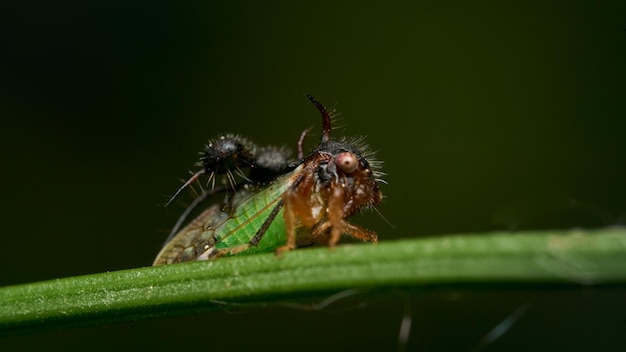 Details eines seltsamen Insekts, das auf einem grünen Zweig sitzt